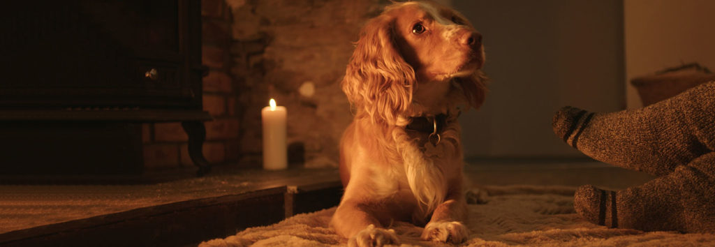 dog friendly holiday cottages